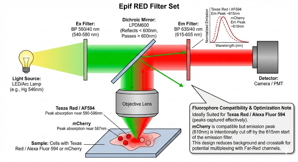 RED Filter Set for mCherry - Target Fluorophores